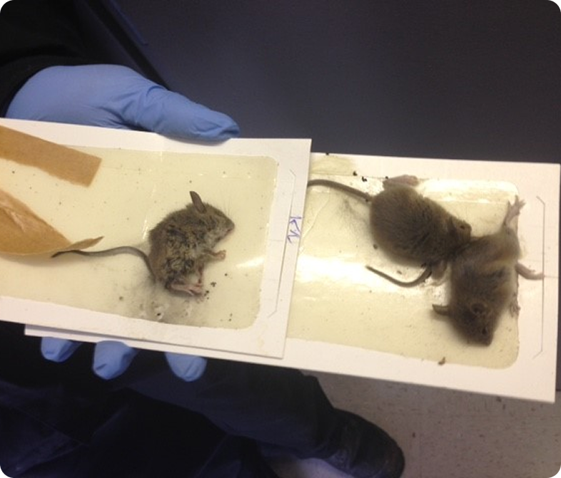 Pest Control Services