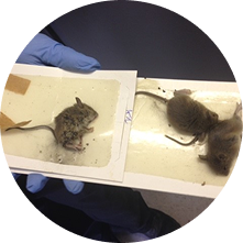 Pest control services in food industry